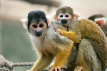 Squirrel monkeys