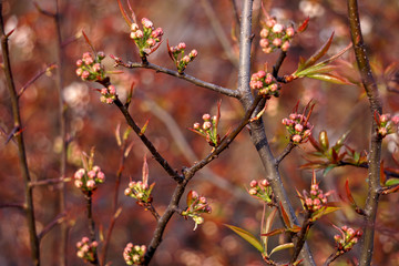 Sakura blossom