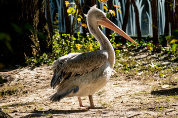 krauskopfpelikan in der Sonne watschelnd auf Wiese