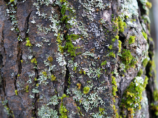 Tree bark and moss close up