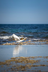 snowy egret (Egretta thula), a small white heron, taking off. Alicante, Spain