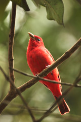 Migratory bird Summer Tanager, Piranga rubra, spotted in the tropics, Venezuela