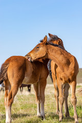 Pair of Cute Wild Horse Foals in the Utah Desert