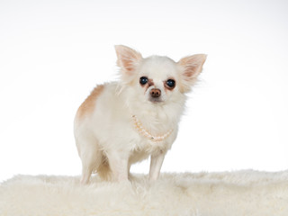 17 years old chihuahua dog with pearl necklace. Image taken in a studio with white background.