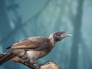 Close up portrait of helmeted friarbird, Philemon buceroides, sitting on tree branch on blue bokeh background. Very strange long head, ugly bird. Selective focus on eye.