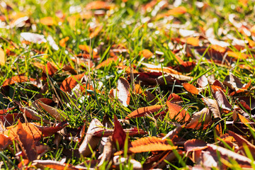 Hojas caídas en el suelo de césped en otoño