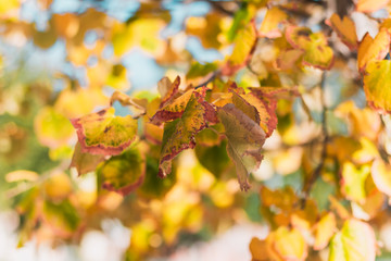 Naklejka na ściany i meble Arboles y hojas amarillas y naranjas en otoño