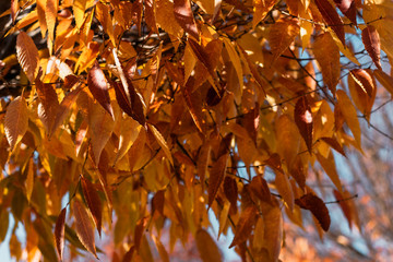 Arboles y hojas amarillas y naranjas en otoño