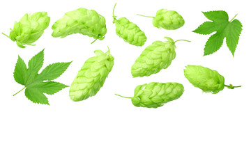 Green hops with green leaves isolated on a white background. top view