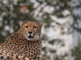 Close up head and shoulders portrait of adult Cheetah, Acinonyx jubatus resting lying on tree, green bokeh lights background, selective focus