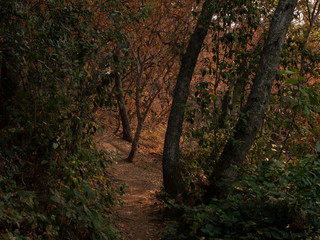 Naklejka premium Low key Fall foothill woodland scene 