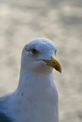 the head of a seagull