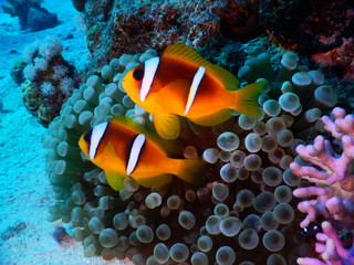 Fototapeta na wymiar Morze Czerwone ryba koral rafa