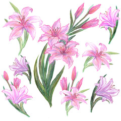 Watercolor set with flowers lilies. Colorful floral elements, hand painted illustration isolated on a white background.