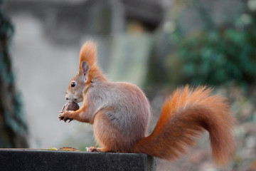 dark red squirrel on a Sunny day. fur in contrasting light, squirrel holds nut or grain in paws. wild animals in city parks, help animals in winter time, feed up.
