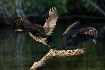 Neotropic cormorant - olivaceous cormorant (Phalacrocorax brasilianus) breaking into flight.