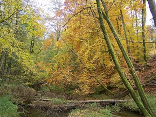 autumn in the forest