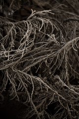 texture - branches and roots in dark mood shades.