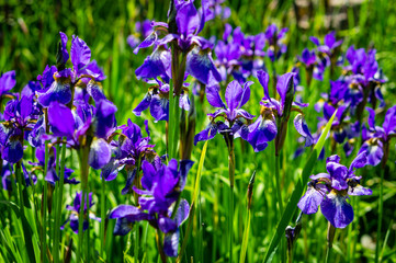 A group of blue irises growing in a city Park