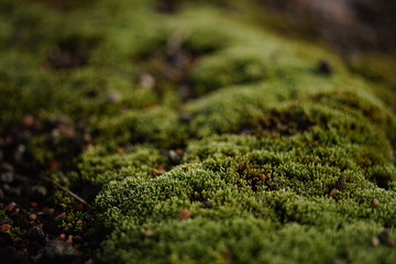 Glade with fresh green moss, close up