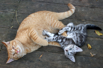 Kocie zabawy © Lula4ever