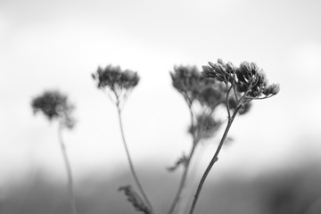 Dry autumn wild flowers grow in the field, bw photo.