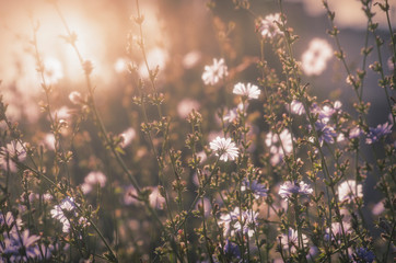 Сornflowers Flowers in Sunlight Garden