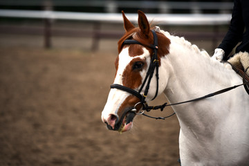Fototapeta premium A white horse in nature. Portrait of a white horse.