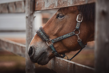 portrait of beautiful gelding horse with blue eyes in halter leaning out from paddock fence in...