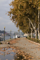Fototapeta na wymiar path with trees in autumn