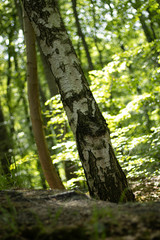 Naklejka premium birk