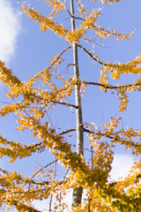 autumn leaves against blue sky