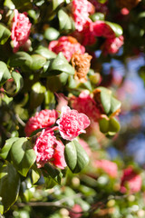 red flowers in the garden