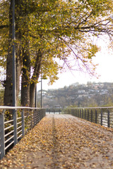 path with trees in autumn