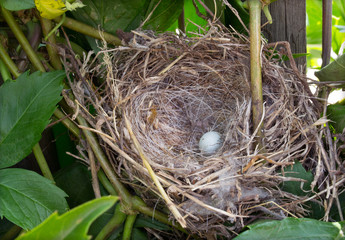 Obraz premium Small birds nest with eggs