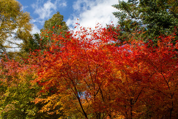 蔵王周辺の紅葉