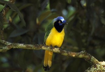 Cyanocorax incas green jay Inca jay neotropical bird in the humid forest