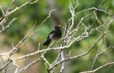 Beautiful neotropic bird Yellow-legged Thrush Platycichla flavipes perched in the rainforest 