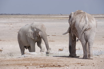 Zwei trinkende Elefanten