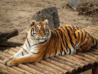 A Bengal tiger lies on logs, in a zoo, against a background of sand and stones.