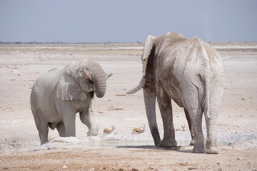 Zwei Elefantenbullen am Wasserloch