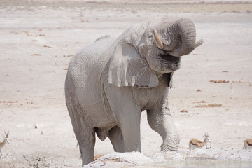 Trinkender Elefant