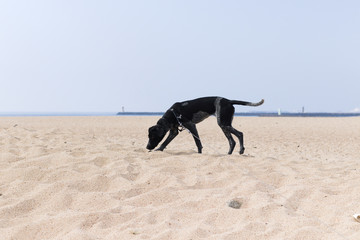 dog on the beach