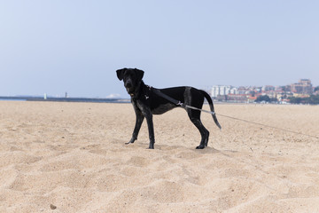 dog on the beach