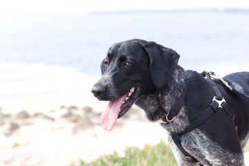 black dog with sea in background