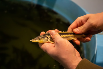 Sturgeon fry in hand of fish farmer