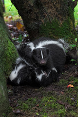 Striped Skunk (Mephitis mephitis) Holds Kits Down Summer