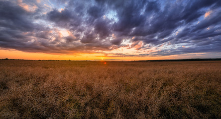 Naklejka na ściany i meble sunset over wheat field