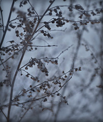 Dry common wormwood and snow