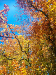 Beautiful golden autumn leaf colors with blue sky as background
